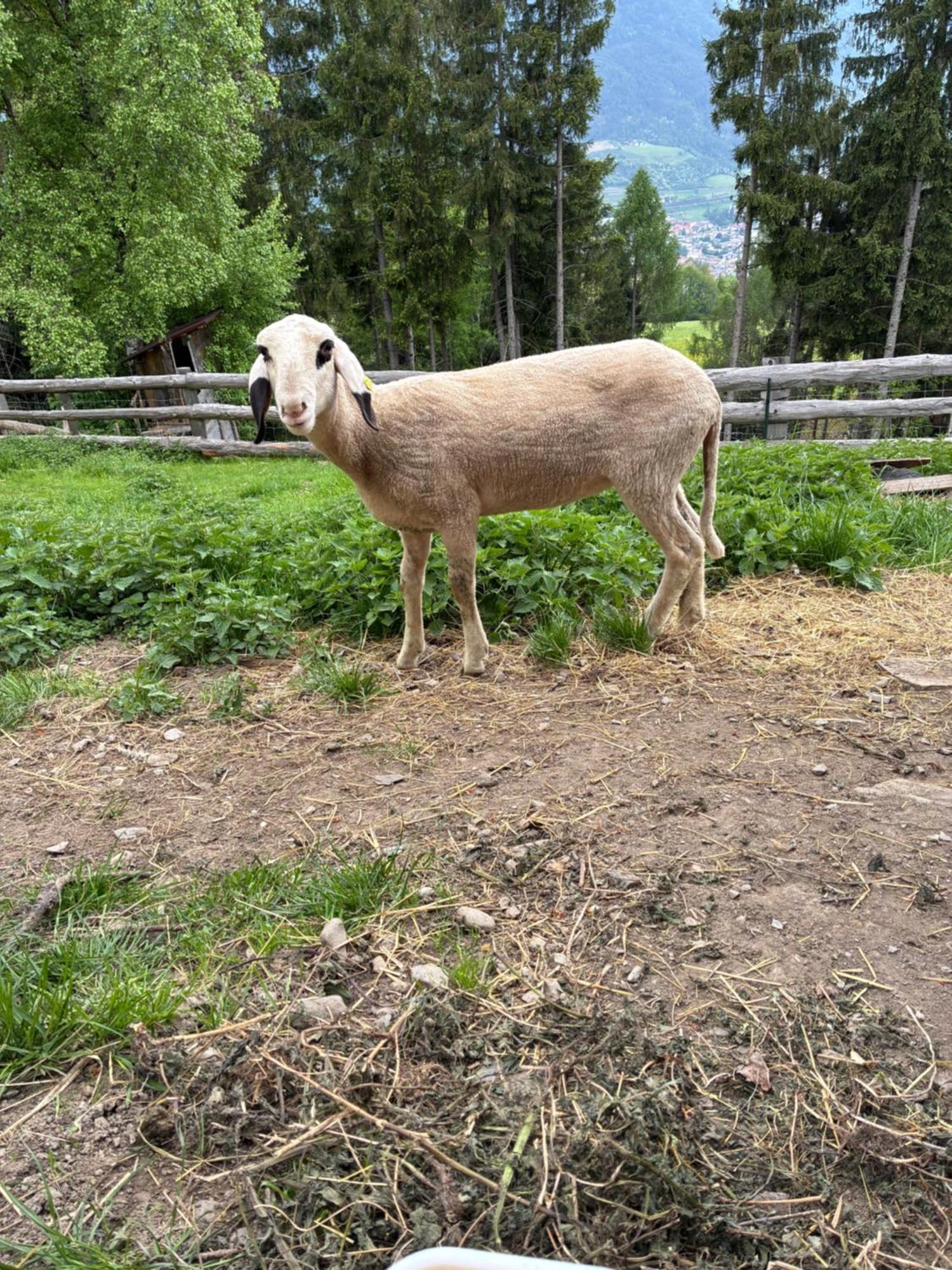 Haus Lasaun Brixen Buitenkant foto